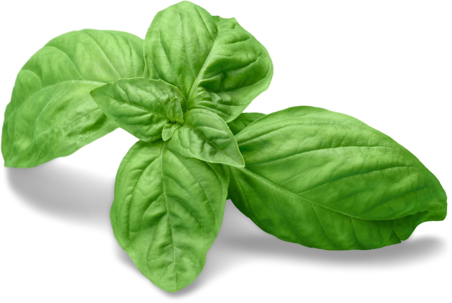 Fresh Basil Leaves