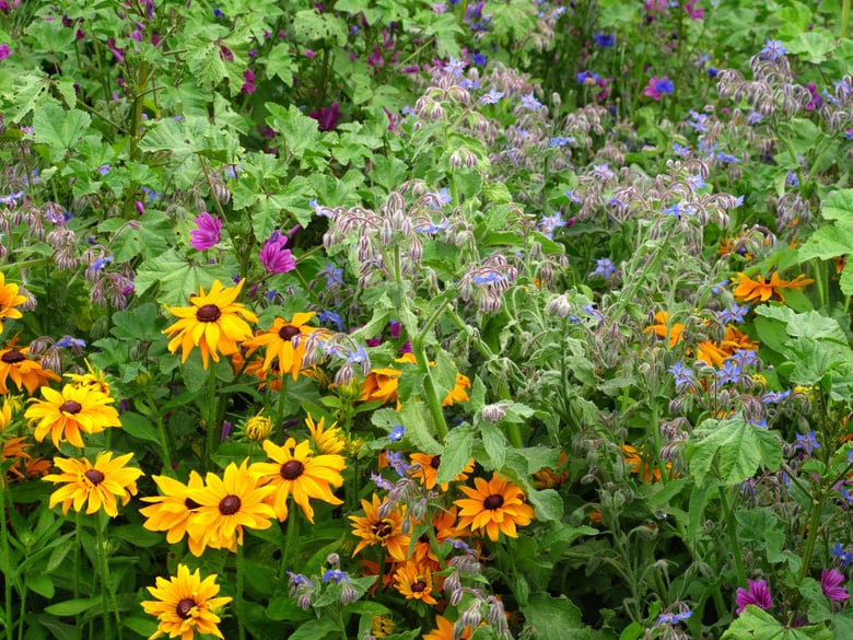 Herb garden