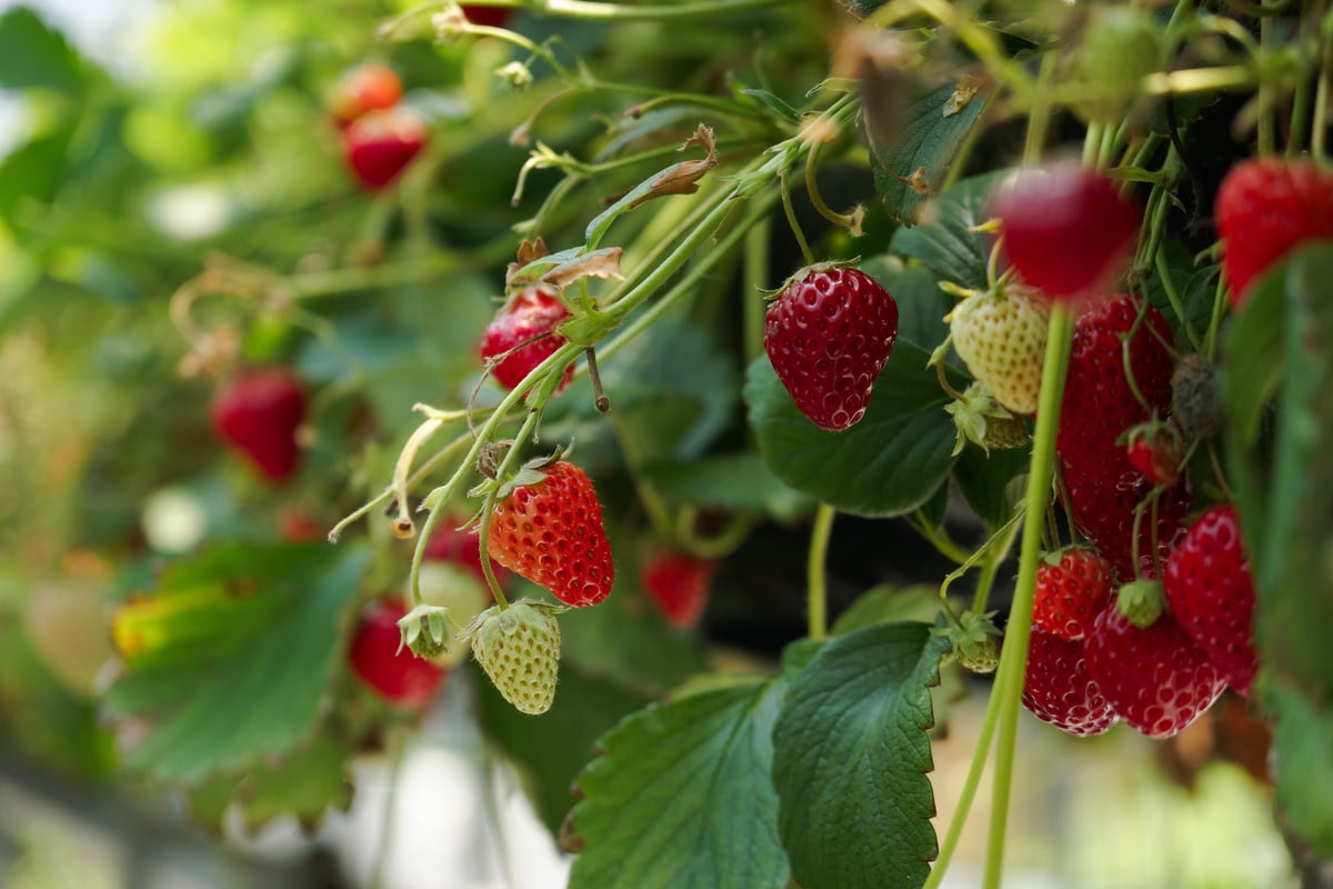 Strawberry Garden