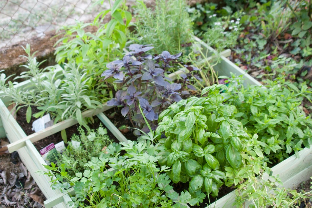 Herb Garden